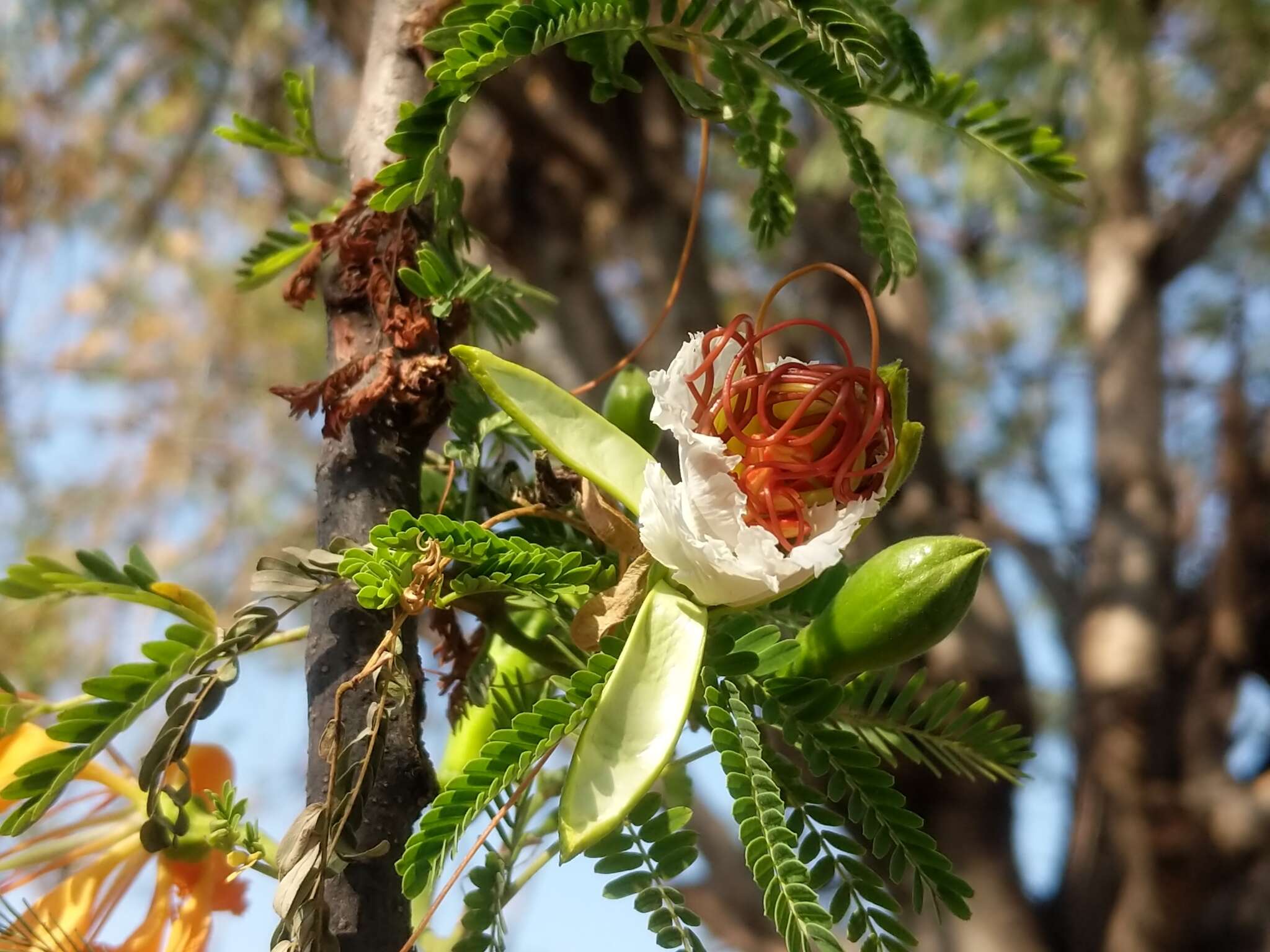 Image of Creamy Peacock Flower