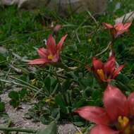 Image of Romulea obscura Klatt