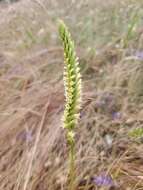 Image of Western Ladies'-Tresses