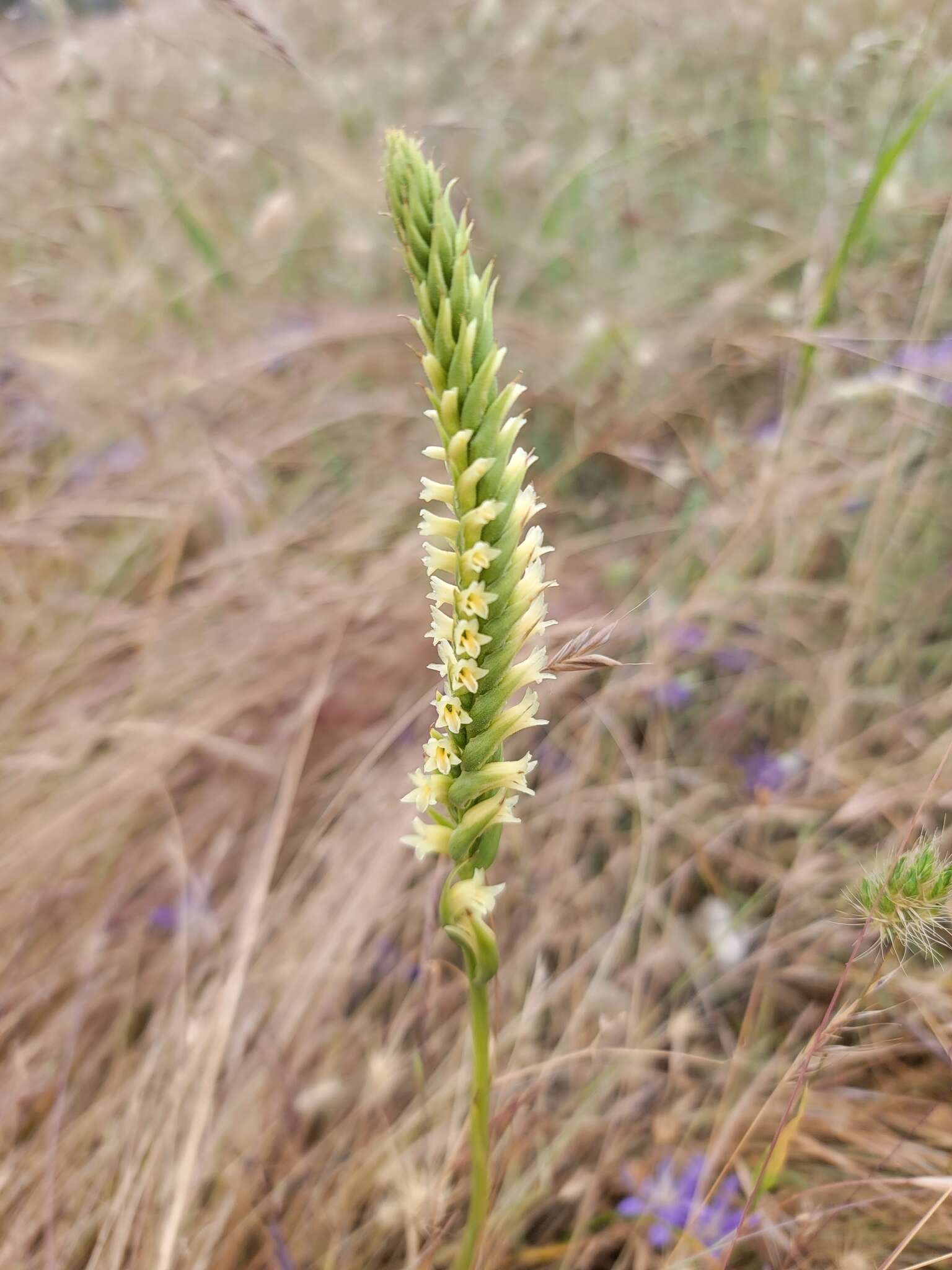 Image of Western Ladies'-Tresses