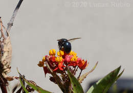 Image of Xylocopa splendidula Lepeletier 1841