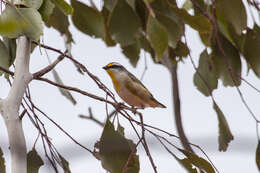 Imagem de Pardalotus striatus substriatus Mathews 1912