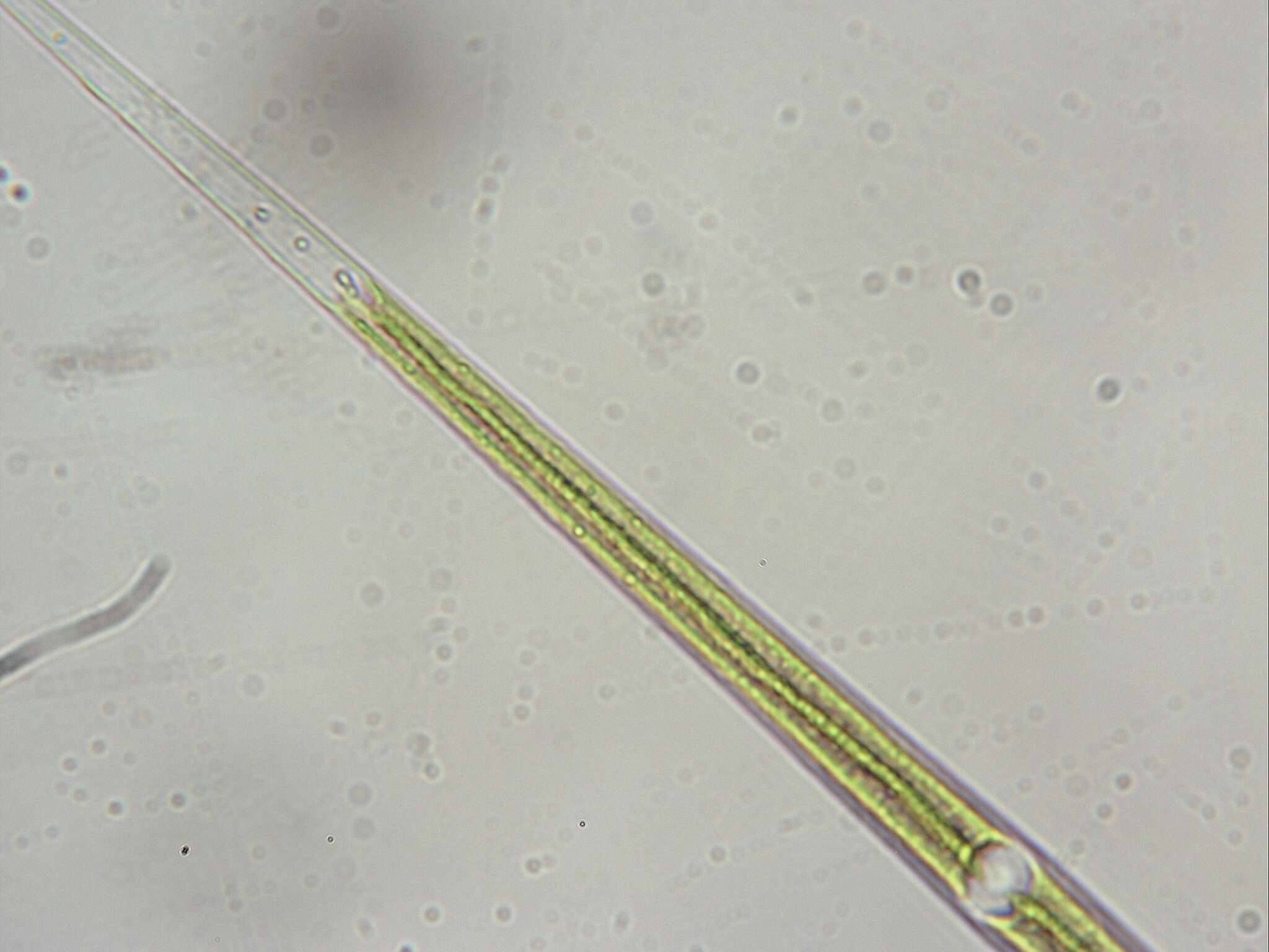 Image of Closterium aciculare T. West 1860