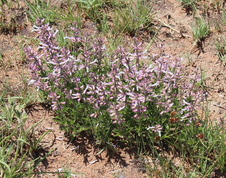 Image of Syncolostemon pretoriae (Gürke) D. F. Otieno