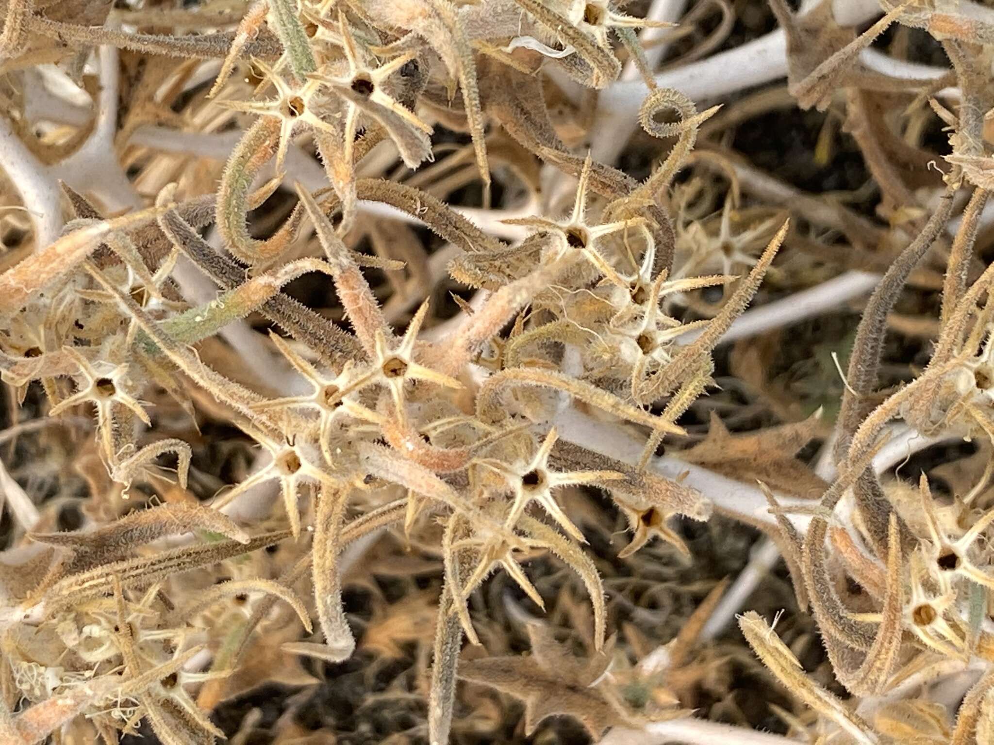 Image of Torrey's blazingstar