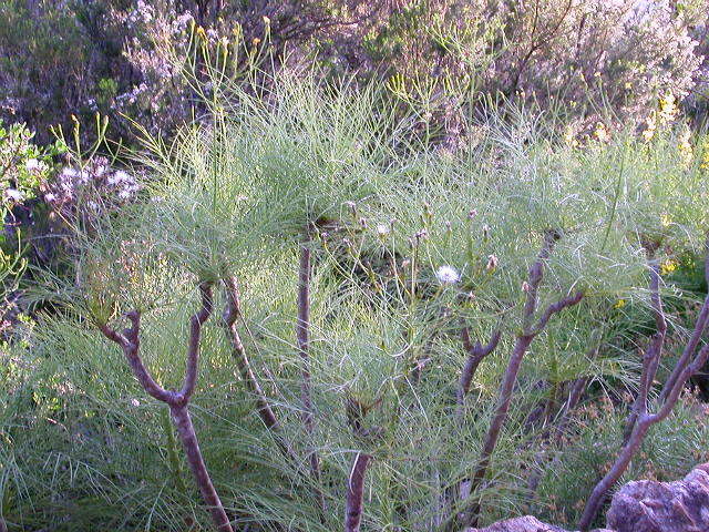 Imagem de Sonchus wildpretii U. & A. Reifenberger