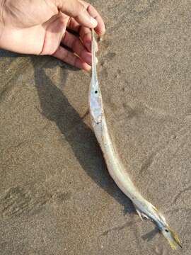 Image of Banded needlefish