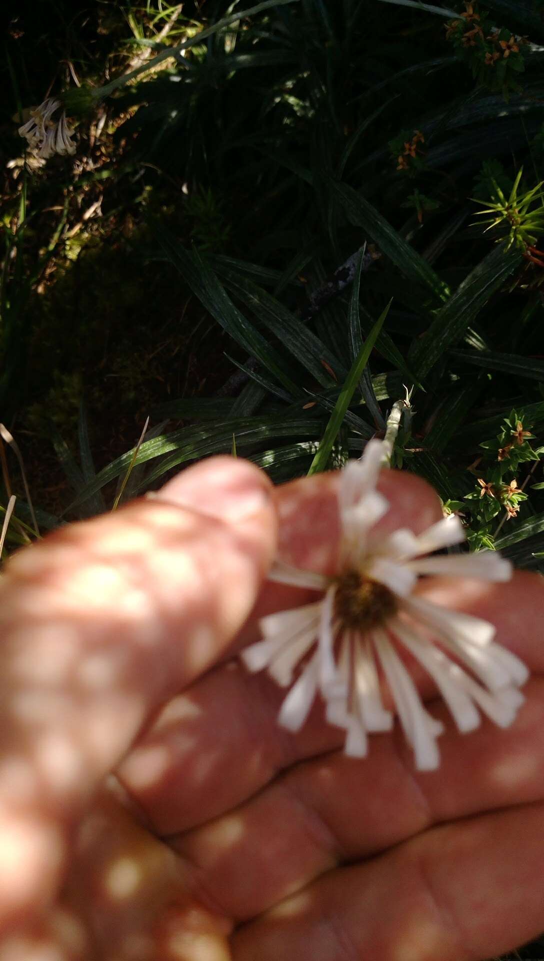 Plancia ëd Celmisia graminifolia Hook. fil.