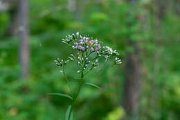 Image of Saussurea parviflora (Poir.) DC.