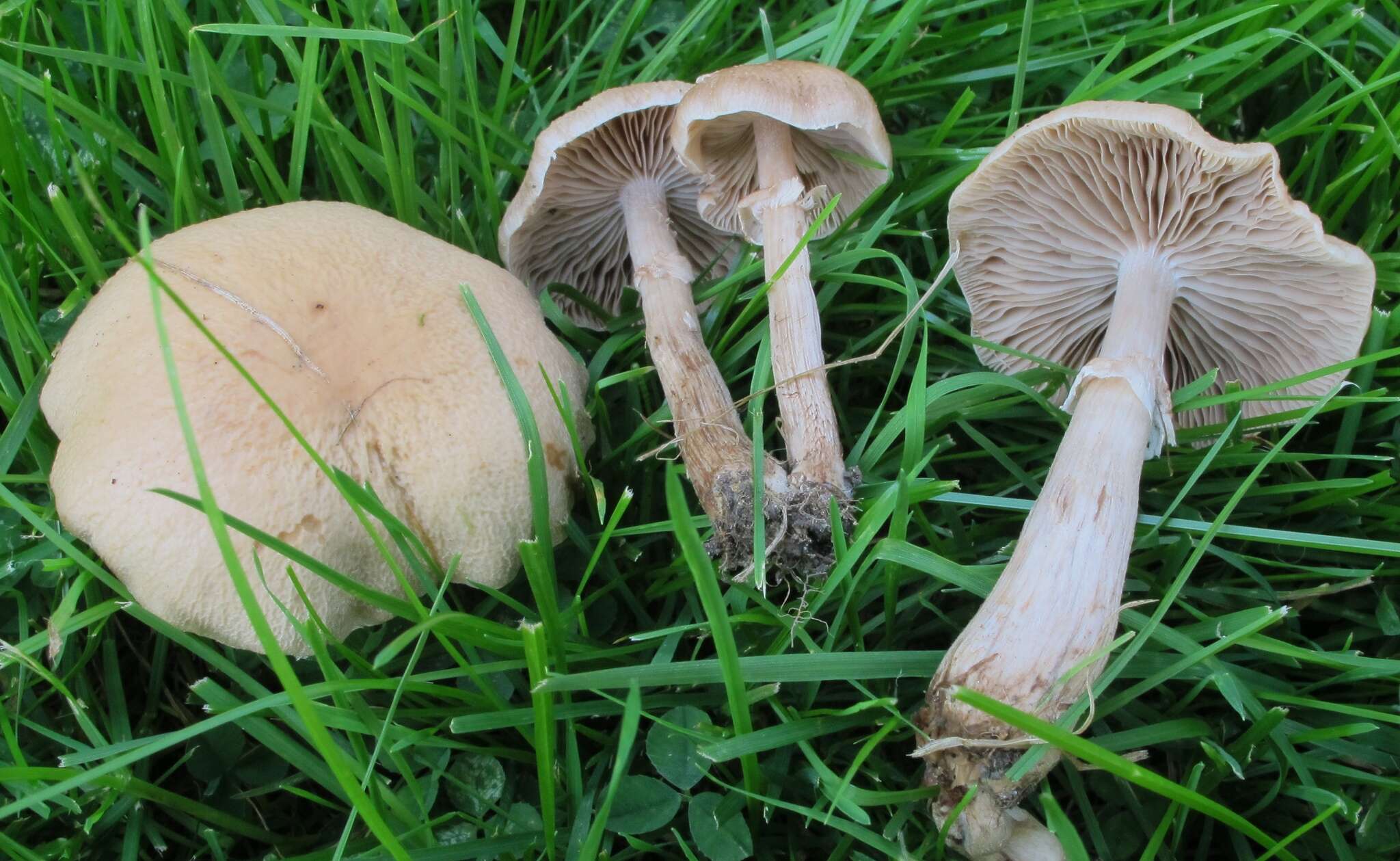 Image of Cyclocybe erebia (Fr.) Vizzini & Matheny 2014