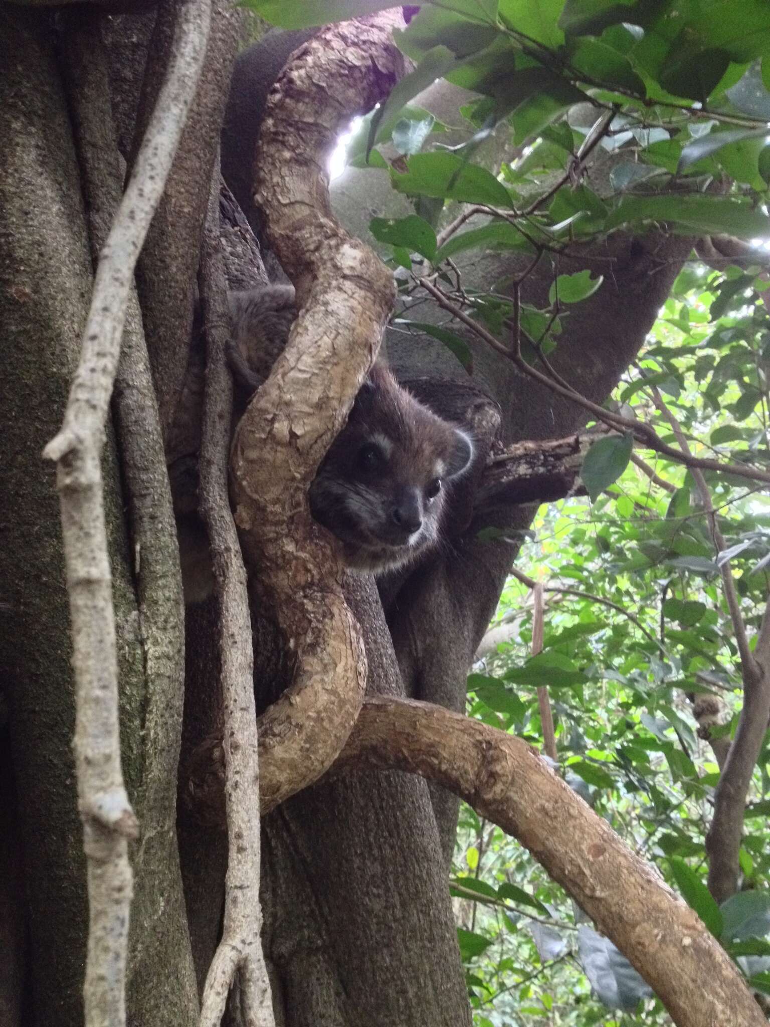 Image of Tree hyrax