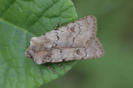 Image of light feathered rustic