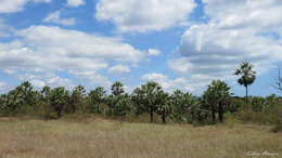 Image of Carnauba palm