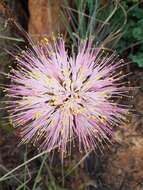 Image of Haemanthus humilis subsp. hirsutus (Baker) Snijman