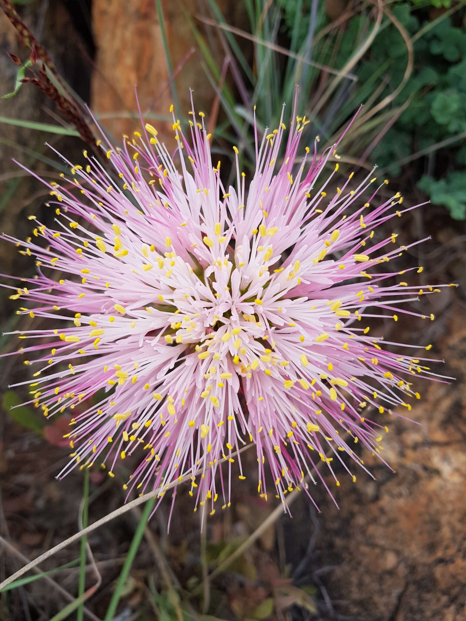 Image of Haemanthus humilis subsp. hirsutus (Baker) Snijman