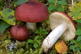 Image of Russula vinososordida Ruots. & Vauras 2000