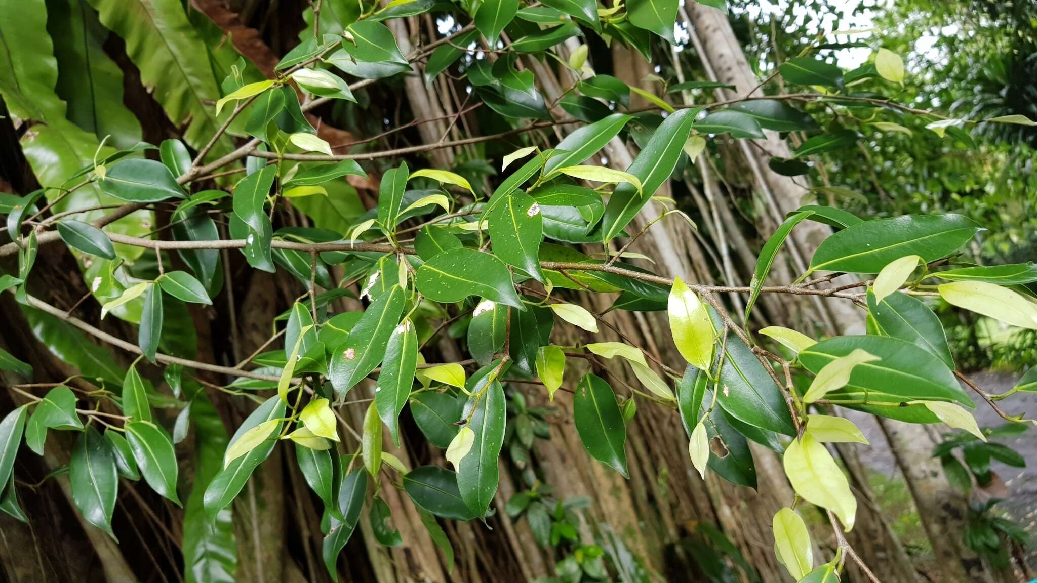 Image of Ficus kurzii King