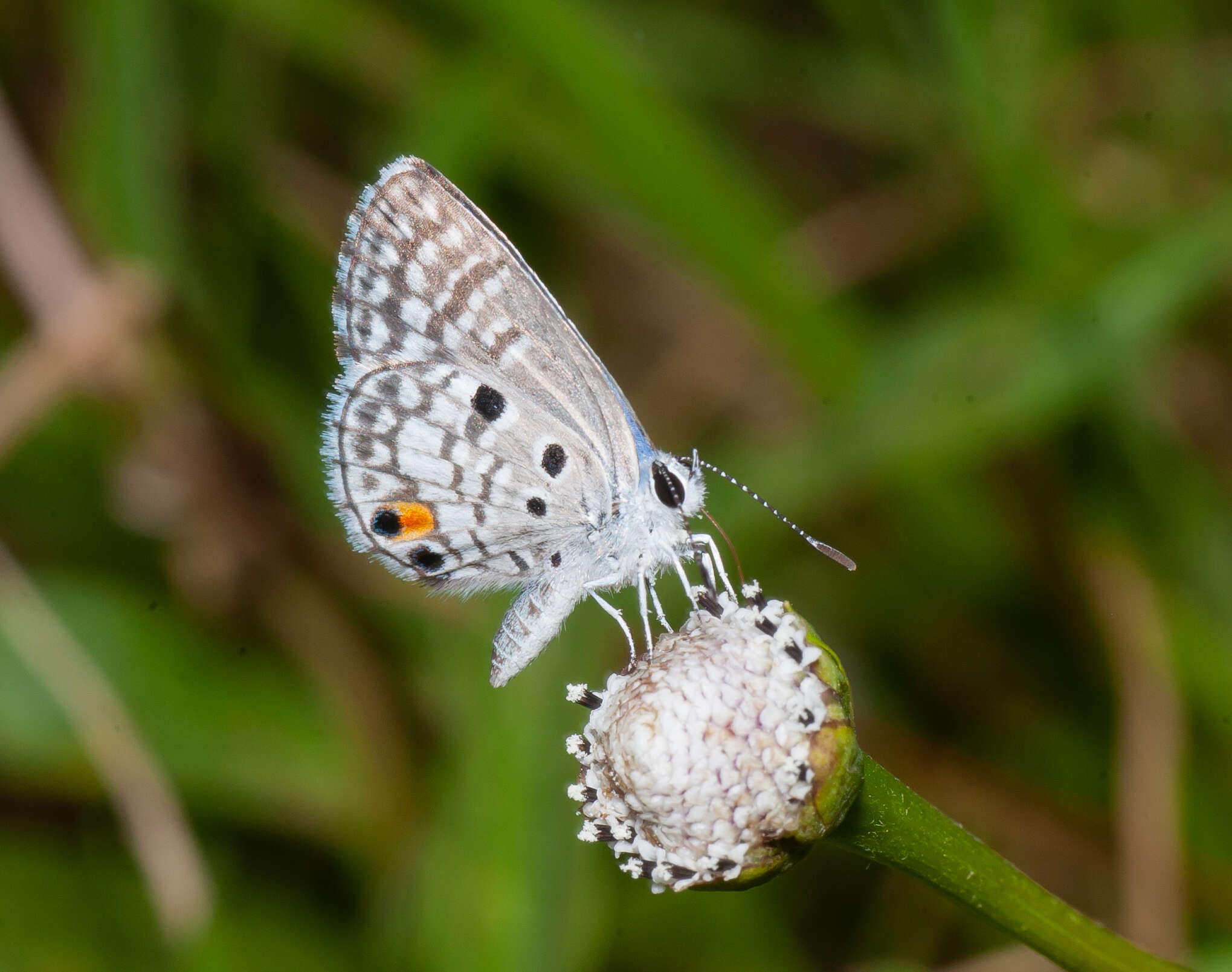 Image of Nickerbean Blue