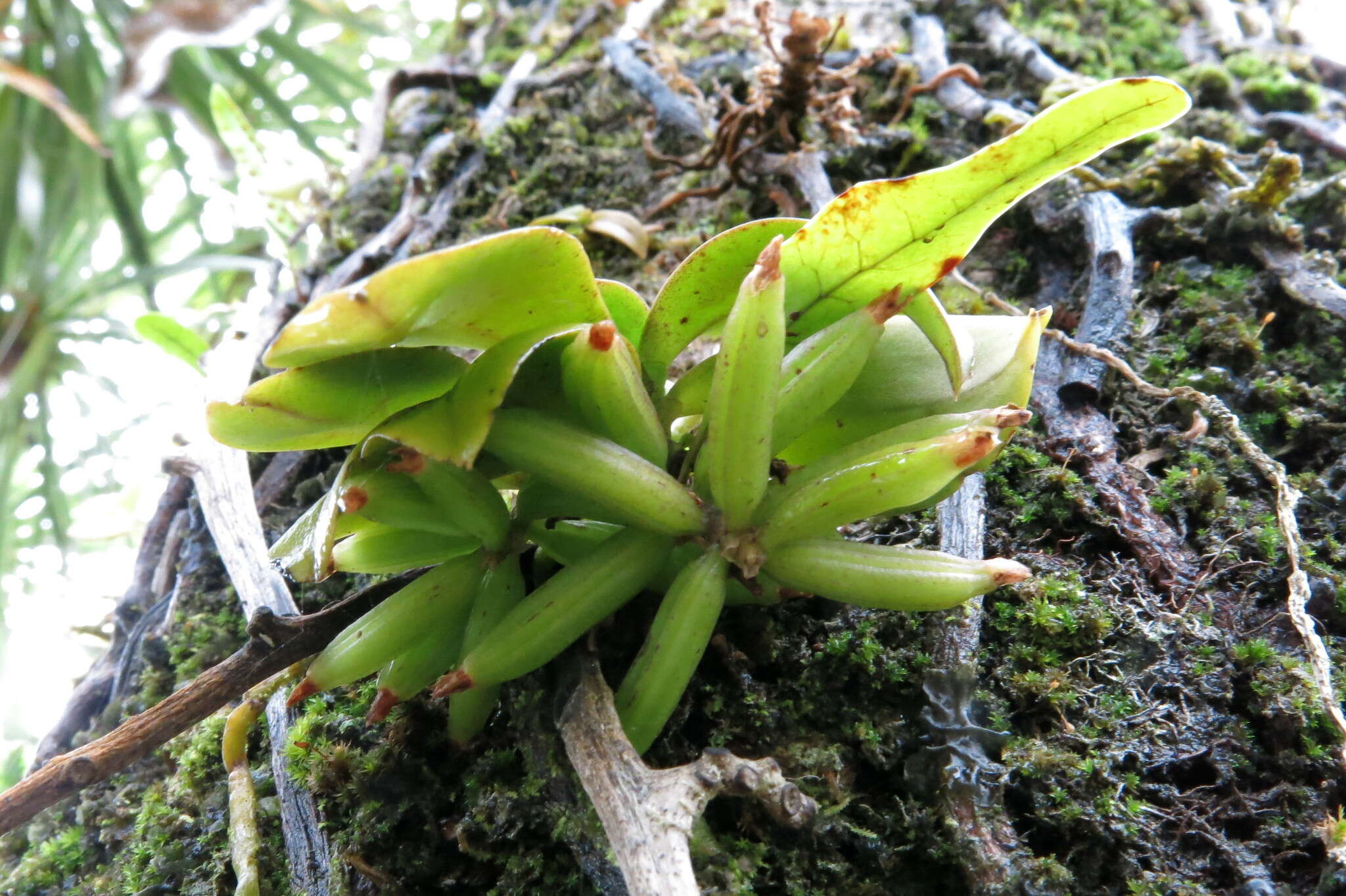 Plancia ëd Drymoanthus adversus (Hook. fil.) Dockrill