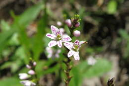 Imagem de Epidendrum fimbriatum Kunth