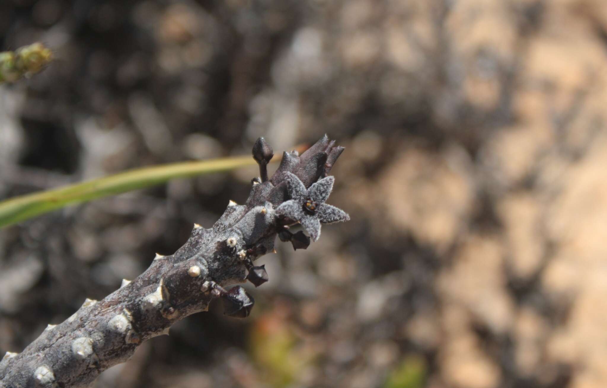 Ceropegia pruinosa (Masson) Bruyns的圖片