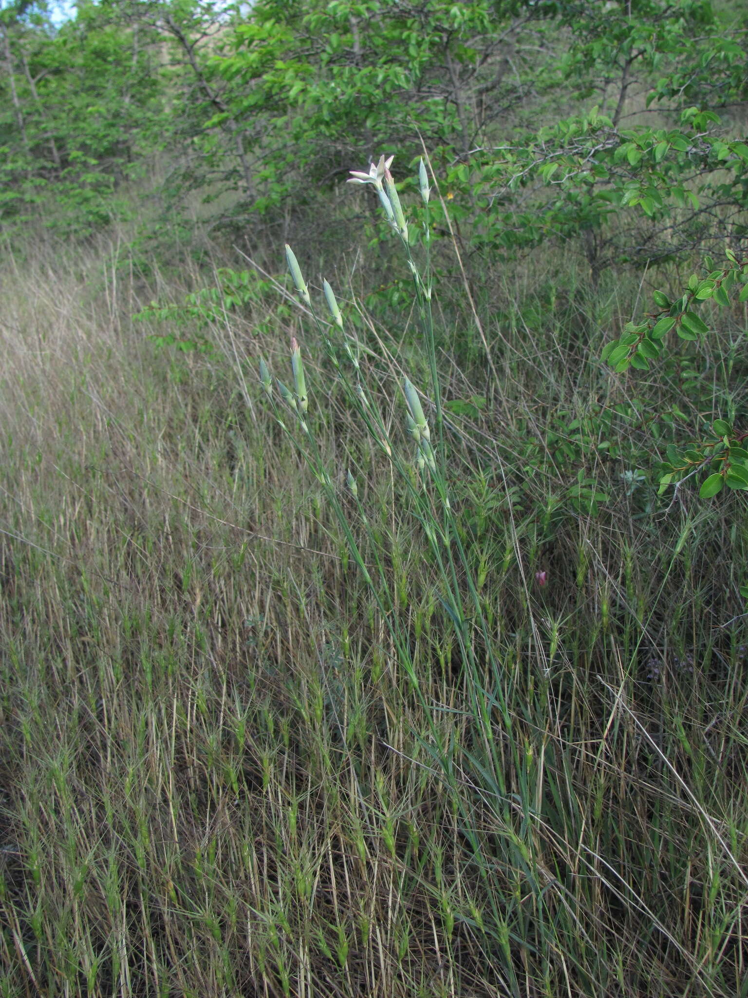 Image of Dianthus monadelphus subsp. pallens (Smith) Greuter & Burdet