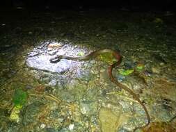 Image of Tropical Snail-eater