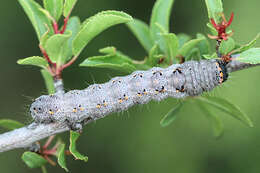 Image of Green-brindled Dot