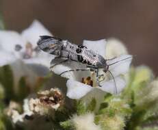 Image de Lithariapteryx mirabilinella Comstock 1940