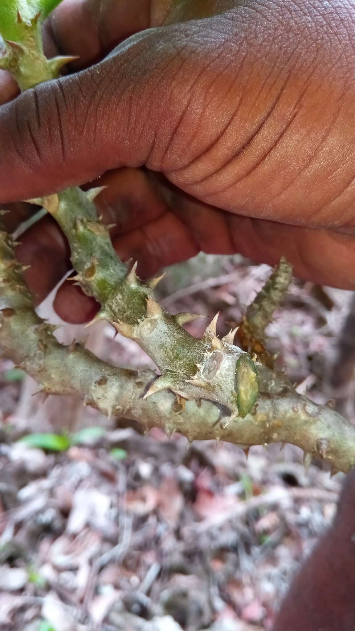 Image of Pachypodium windsorii Poiss.