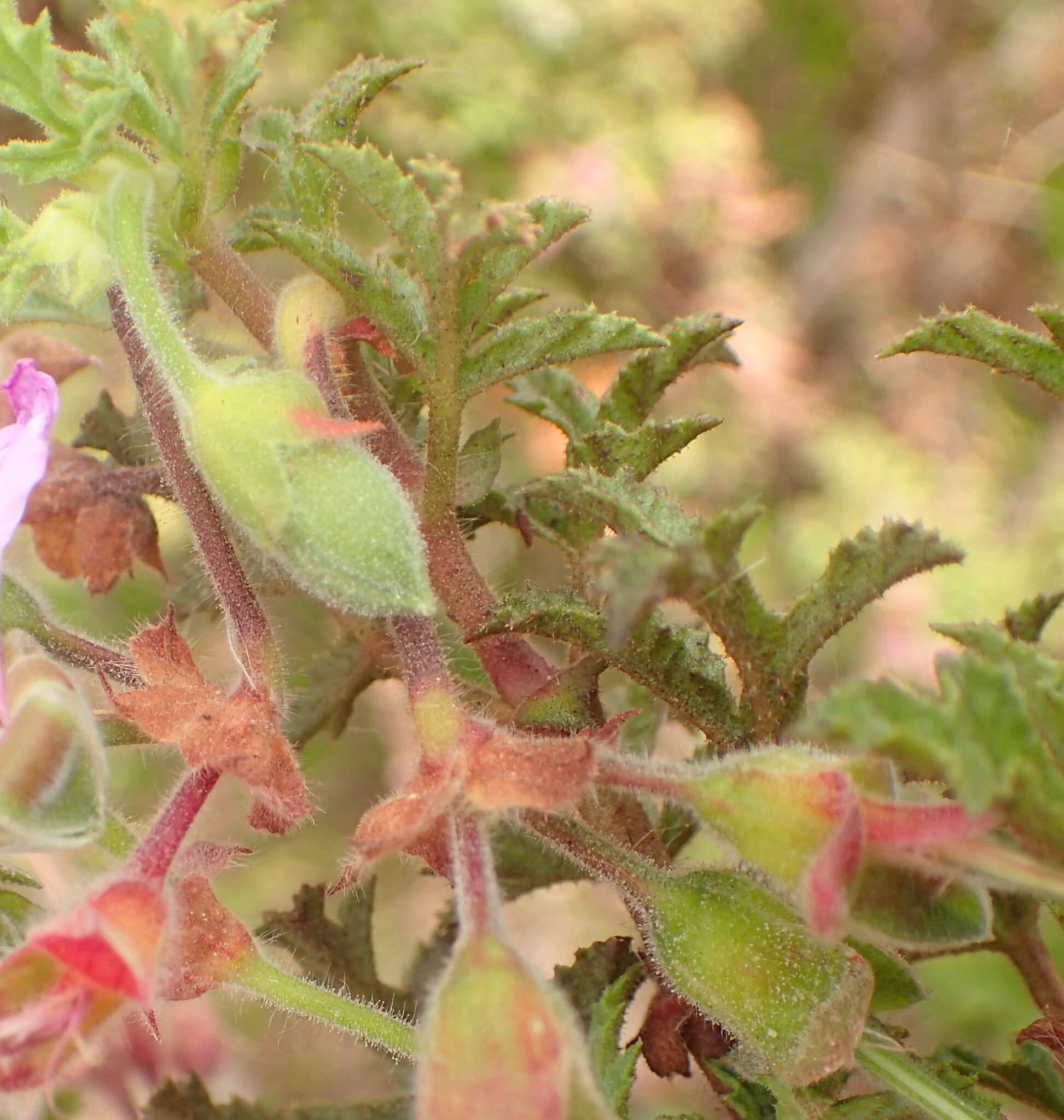 Image of oakleaf geranium