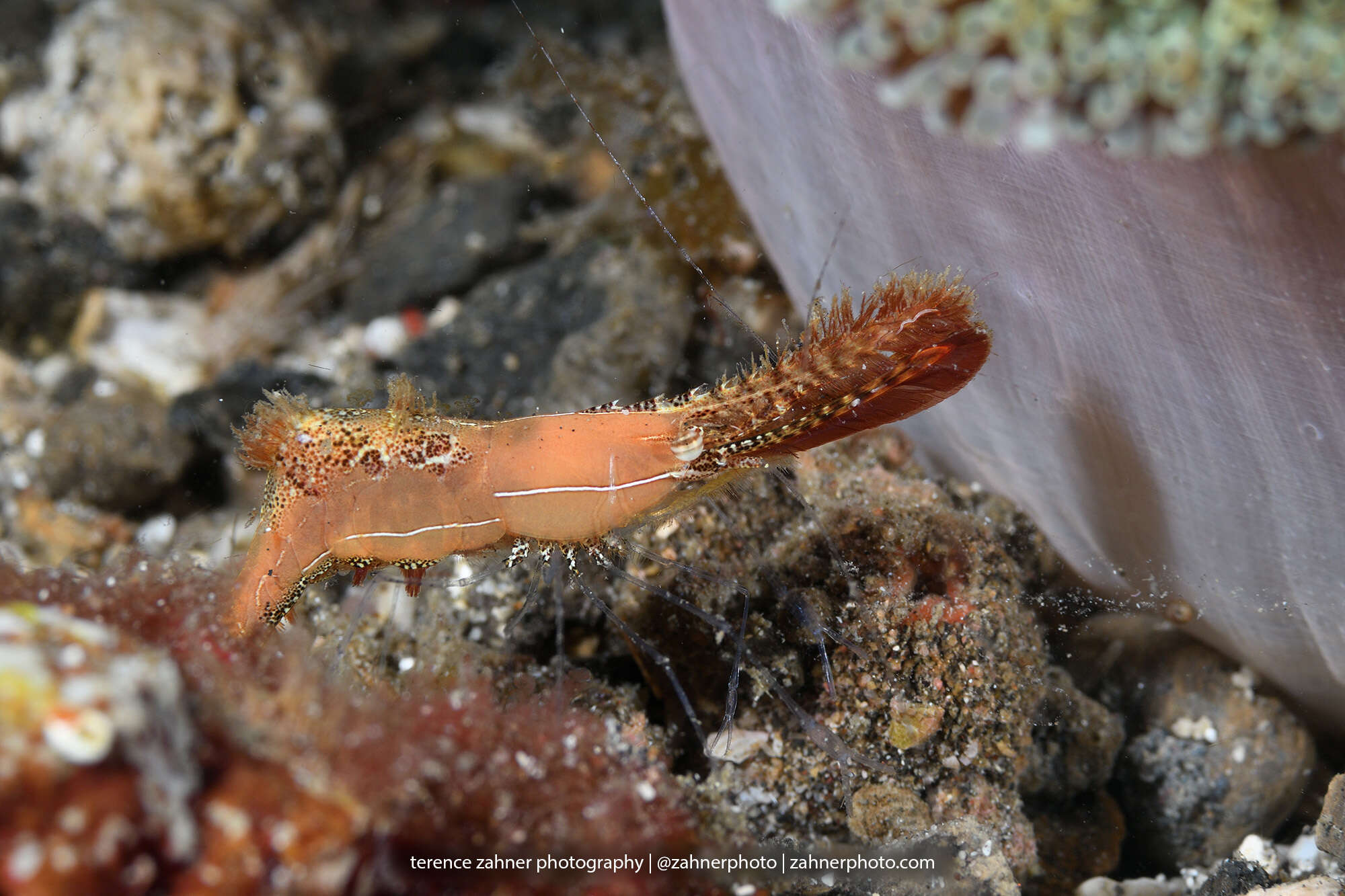 Image de Leander plumosus Bruce 1994