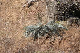 Image de Cycas pectinata Buch.-Ham.