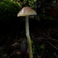 Sivun Cortinarius cucumeris E. Horak 1990 kuva