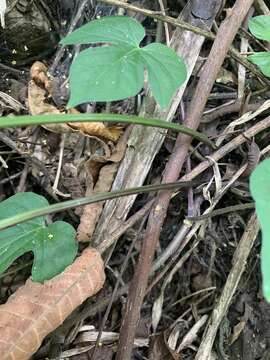 Image of Pteris arisanensis Tag.