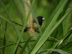 Image of Yellow-bellied Seedeater