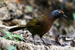 Image of Malayan Laughingthrush