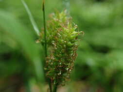 Image of Carex japonica Thunb.