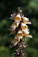 Imagem de Digitalis ferruginea L.