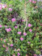 Image of purple mountainheath