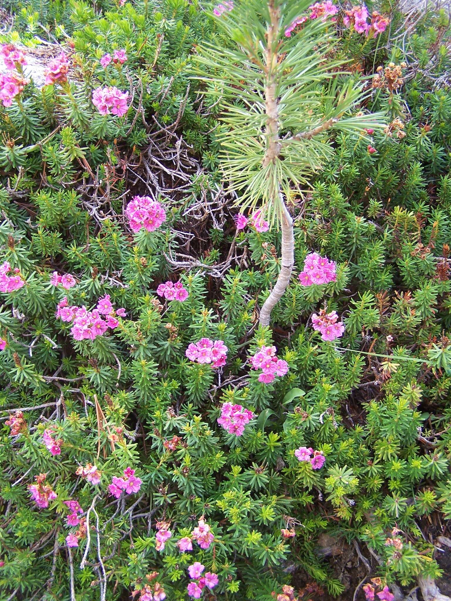 Image of purple mountainheath