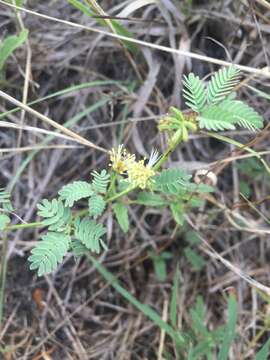 Desmanthus acuminatus Benth. resmi