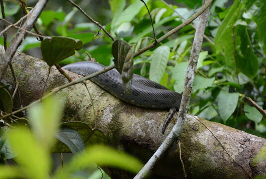 Image of Green anaconda