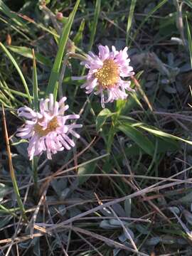 Image of streamside fleabane