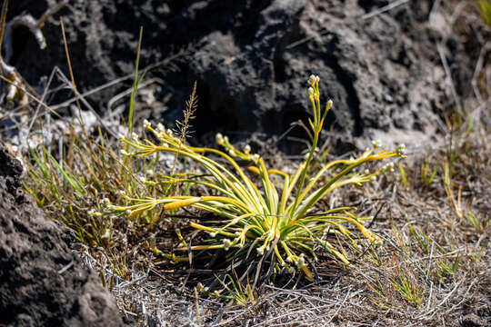 Image of Lithophila radicata (Hook. fil.) Standl.