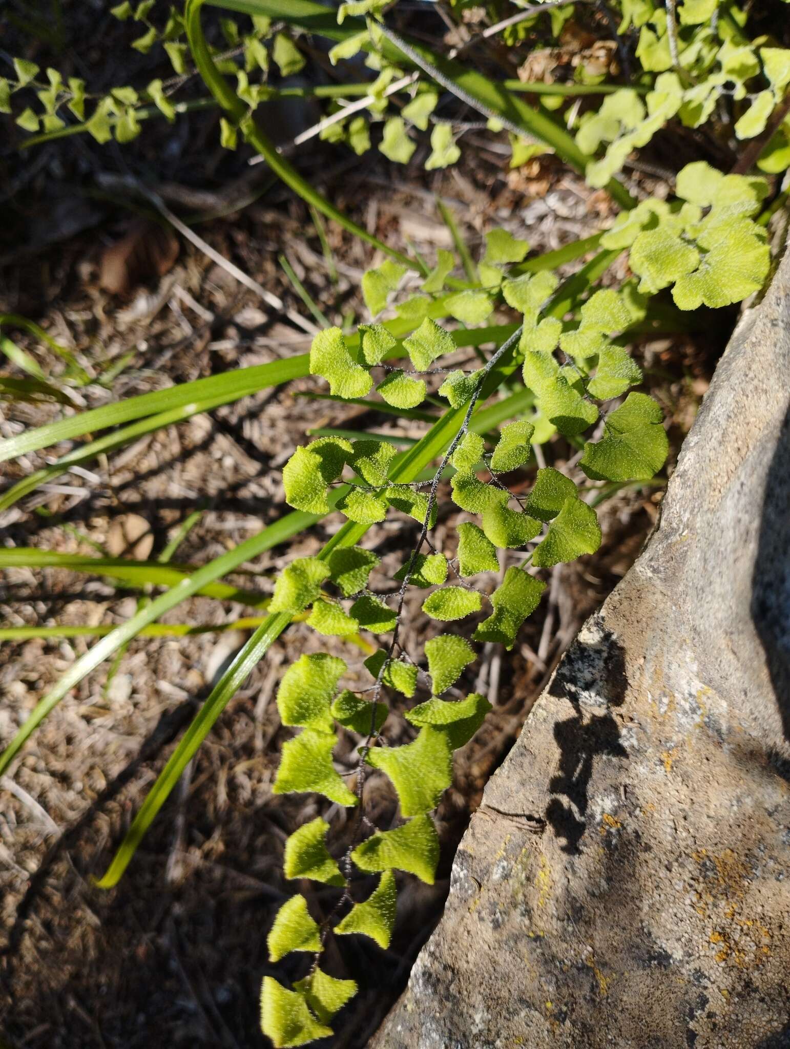 Adiantum chilense var. scabrum (Kaulf.) Hicken的圖片