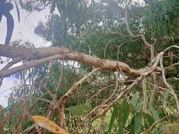 Image of Eucalyptus viminalis subsp. pryoriana (L. A. S. Johnson) M. I. H. Brooker & A. V. Slee