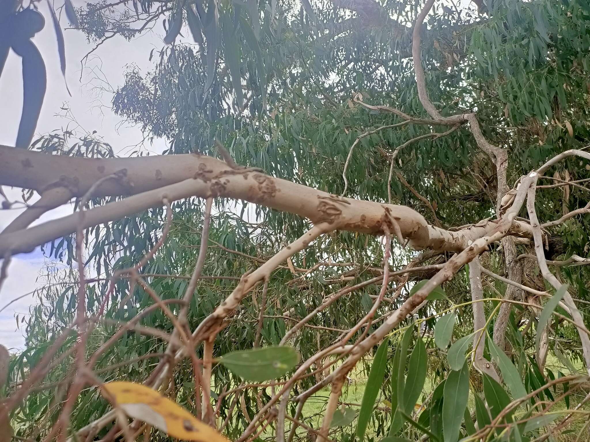 Image of Eucalyptus viminalis subsp. pryoriana (L. A. S. Johnson) M. I. H. Brooker & A. V. Slee