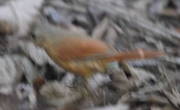 Image of White-lored Spinetail