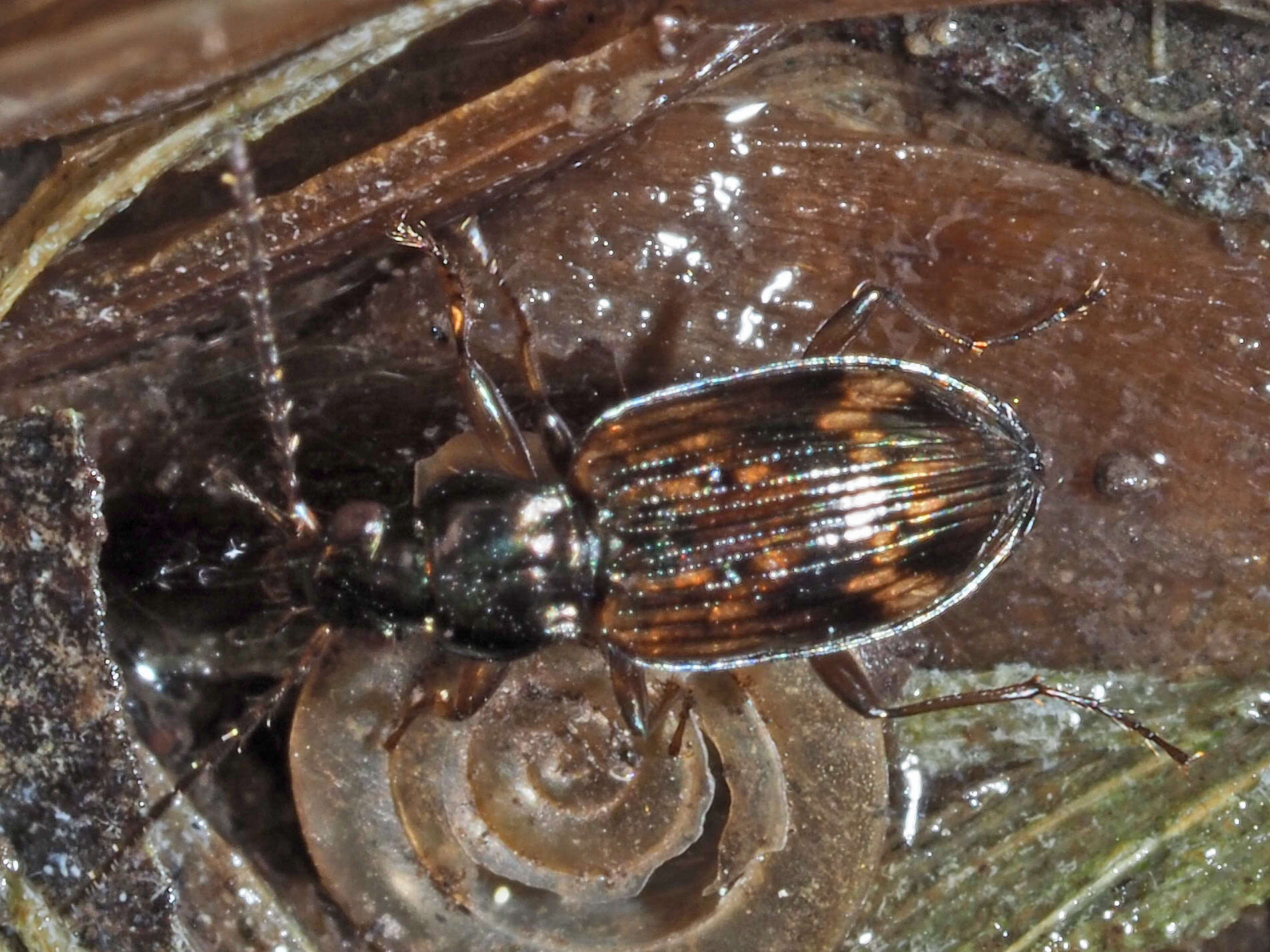 Image of Bembidion (Eupetedromus) dentellum (Thunberg 1787)